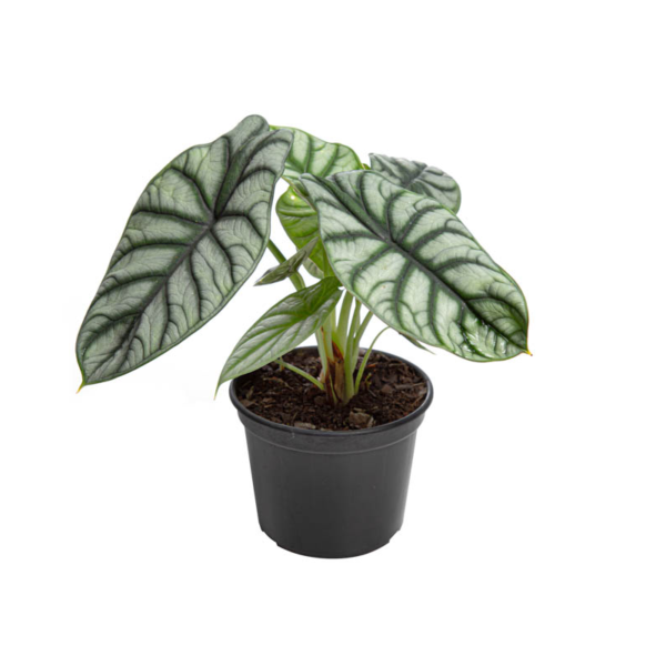alocasia-silver-dragon